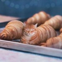 moonshine-cat