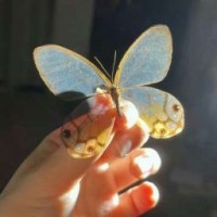 luminaamor