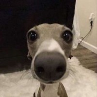 myywqxi