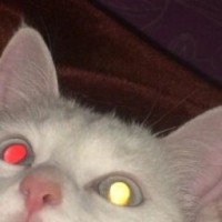 melitose8