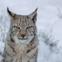 lynxlid
