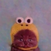 bongiorn0