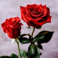 eliza-rose-id