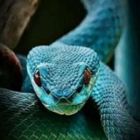 nuria-snake-666