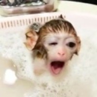 pyslaaan