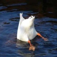 goosebuttfour