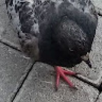 blackgolyb