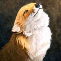 kolart-fox