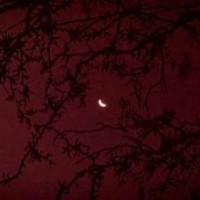 blood-mooh
