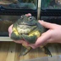 listvi4krrrs