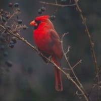 bird2066