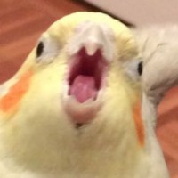 epicpolarfox
