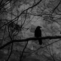 e-lin-raven