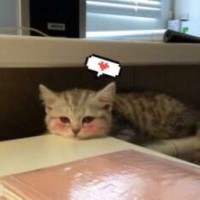 crmlpie