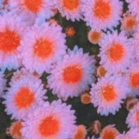 sgbahatysn