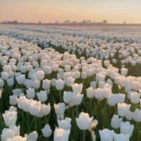 petal-of-tulips