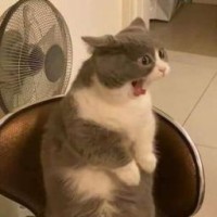 yyaannaass