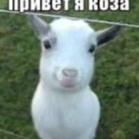 vorona2020