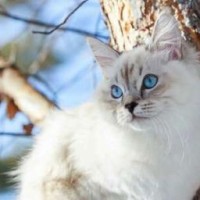 spottedleafcw