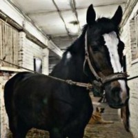 elinahorse