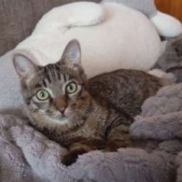 kitt-milka