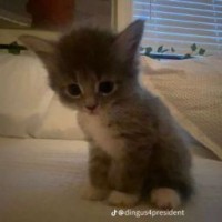 agro-kotyara15