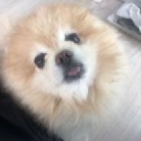 bbobsor