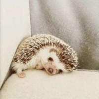 just-a-hedgehog