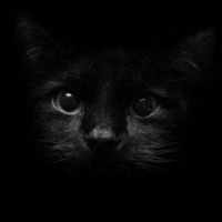 darkcat69