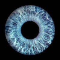 fan-t2rbina-i-ebison