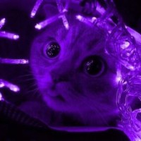 ees-eek