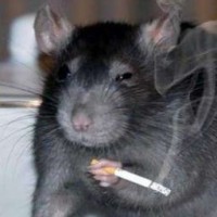 little-rat13