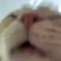 wwpnk