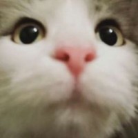 fluff-2