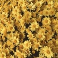 flowerrrrrss