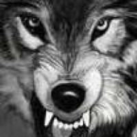 night123wolf2020