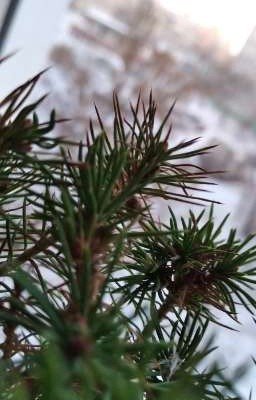 ×∆Странная девушка...∆×