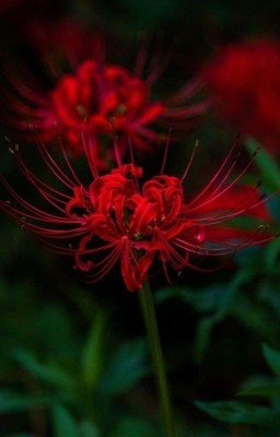 Я одержим тобой..