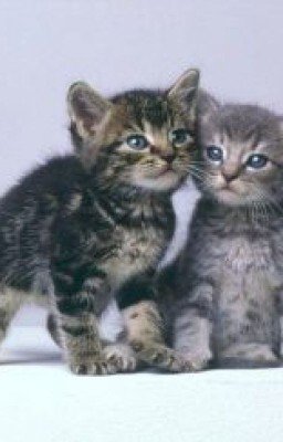 Коты-воители.Рожденые горем