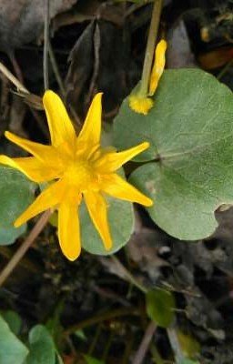 Первый цветок