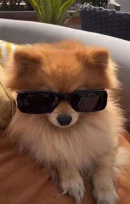 Нянька для грозного волка (ЗАВЕРШЕНО)