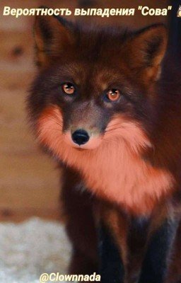 Вероятность выпадения {Сова} 
