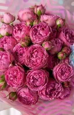 две девушки и шесть вампиров