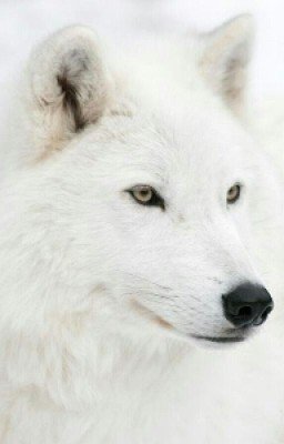 Полнолуние