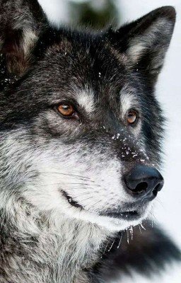 Болен тобой