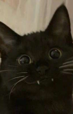 Кровь или смерть 