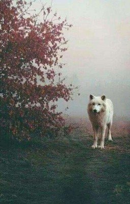 Полнолуние