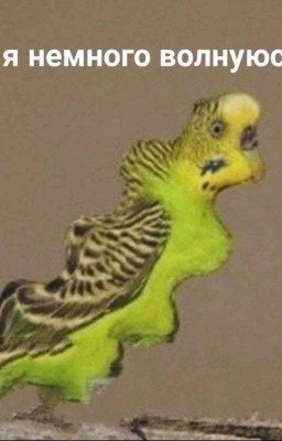 Гороскопы? А ну окей 😂