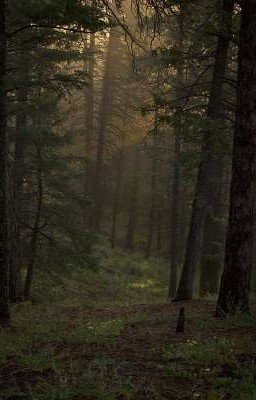 Затерянный лес