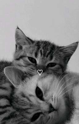 Оцениваю профили авторов